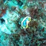 GEDSC DIGITAL CAMERA