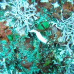 GEDSC DIGITAL CAMERA