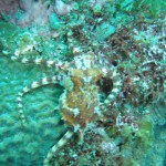 GEDSC DIGITAL CAMERA