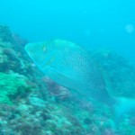 GEDSC DIGITAL CAMERA